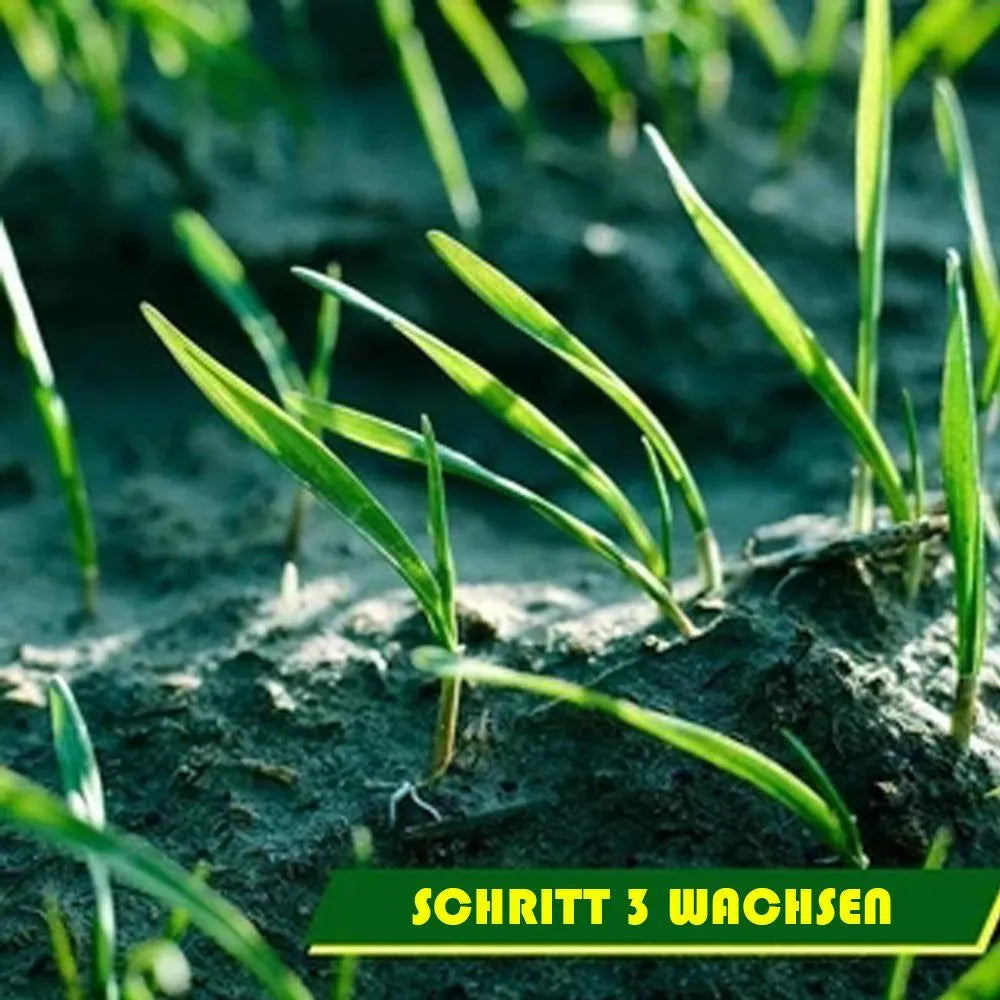 Biologisch abbaubare Gras-Saatgutmatte