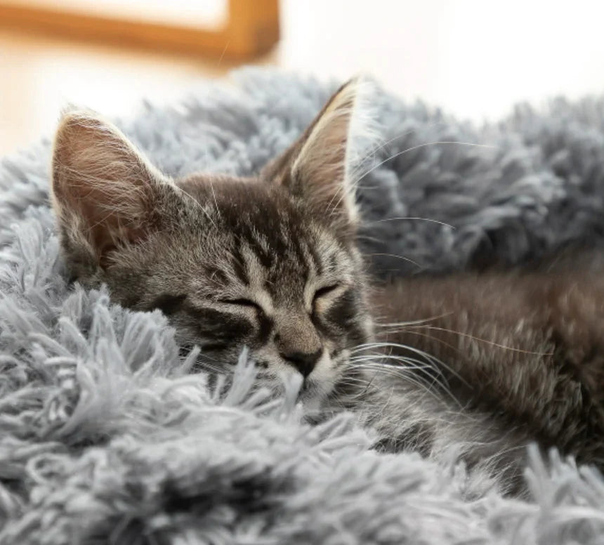 Kuscheliges Wolken-Hundebett